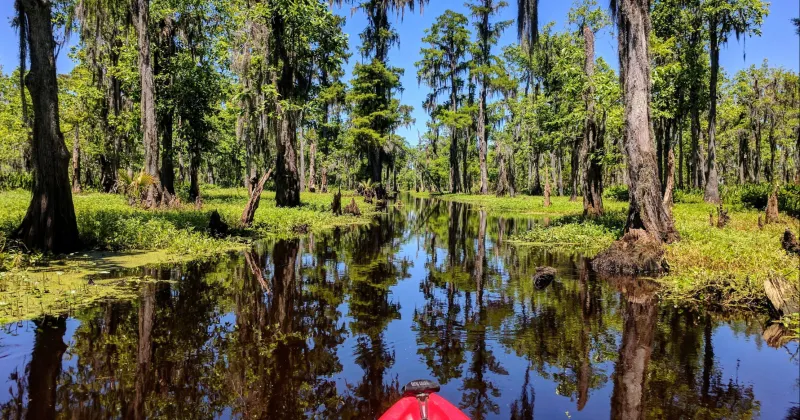 Honey Island Swamp Tours, Inc.