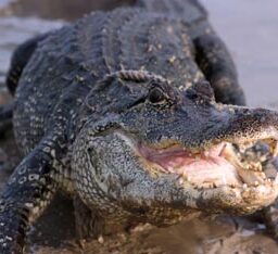 The 32nd Annual Alligator Festival in Luling